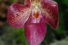 Paphiopedilum Kevin Porter